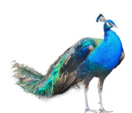 Peacock Spirit Animal