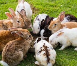 Rabbit Spirit Animal