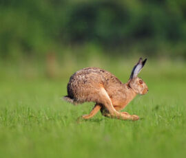 Rabbit Spirit Animal