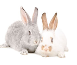 Rabbit Spirit Animal