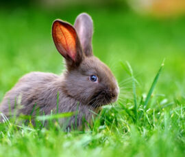 Rabbit Spirit Animal