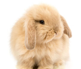 Rabbit Spirit Animal