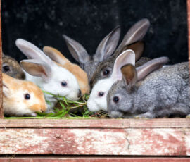 Rabbit Spirit Animal