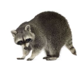 Raccoon Spirit Animal