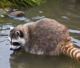 Raccoon Spirit Animal