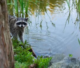Raccoon Spirit Animal