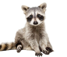 Raccoon Spirit Animal
