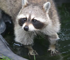 Raccoon Spirit Animal