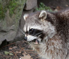 Raccoon Spirit Animal