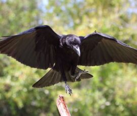 Raven Spirit Animal