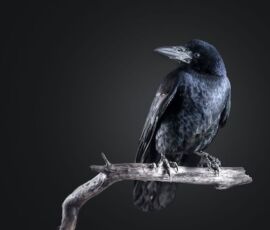 Raven Spirit Animal