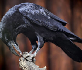 Raven Spirit Animal