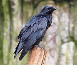 Raven Spirit Animal