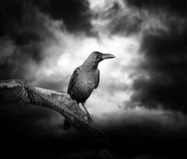 Raven Spirit Animal