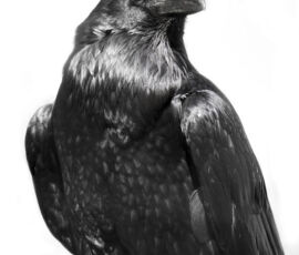 Raven Spirit Animal