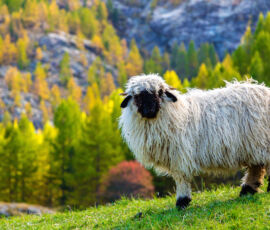 Sheep Spirit Animal