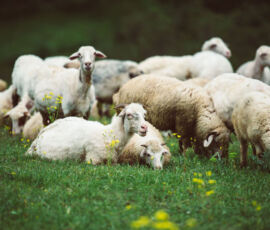 Sheep Spirit Animal
