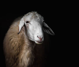 Sheep Spirit Animal
