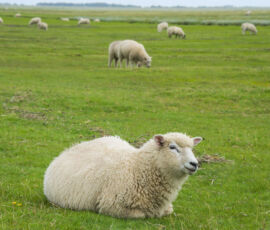 Sheep Spirit Animal