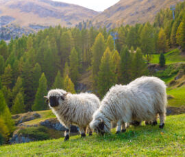 Sheep Spirit Animal