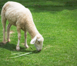 Sheep Spirit Animal