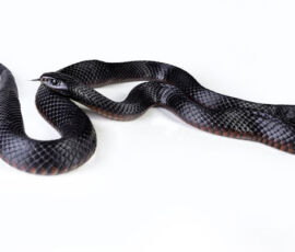 Snake Spirit Animal