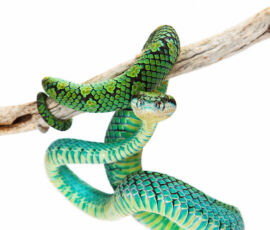 Snake Spirit Animal