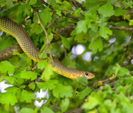 Snake Spirit Animal