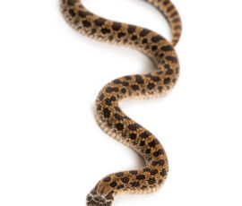 Snake Spirit Animal