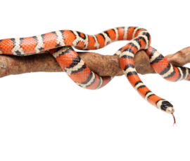 Snake Spirit Animal