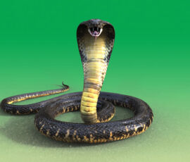 Snake Spirit Animal