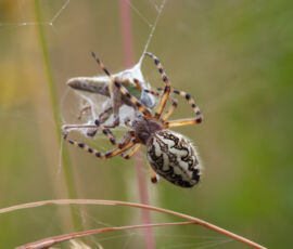 Spider Spirit Animal