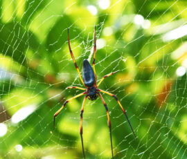 Spider Spirit Animal