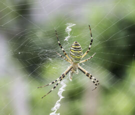 Spider Spirit Animal