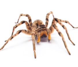 Spider Spirit Animal