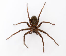 Spider Spirit Animal