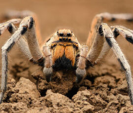 Spider Spirit Animal