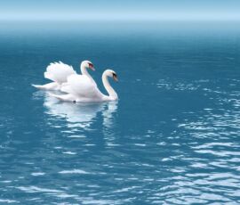 Swan Spirit Animal