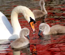 Swan Spirit Animal