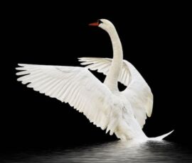 Swan Spirit Animal