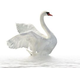 Swan Spirit Animal