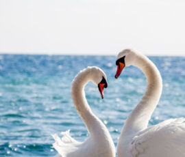 Swan Spirit Animal