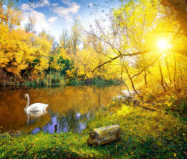 Swan Spirit Animal