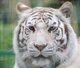Tiger Spirit Animal