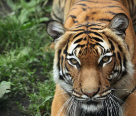 Tiger Spirit Animal