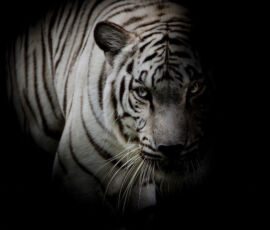 Tiger Spirit Animal