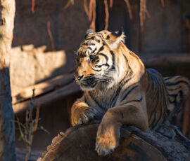 Tiger Spirit Animal