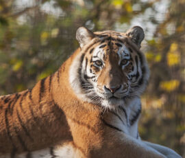 Tiger Spirit Animal