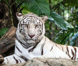 Tiger Spirit Animal