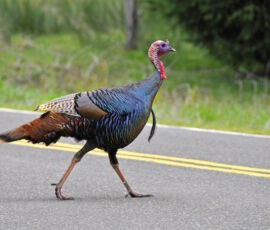Turkey Spirit Animal
